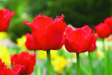 Tulp Red Wings